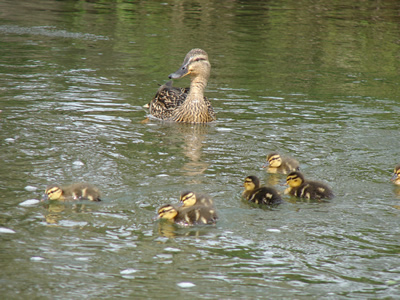 ducklings on the river